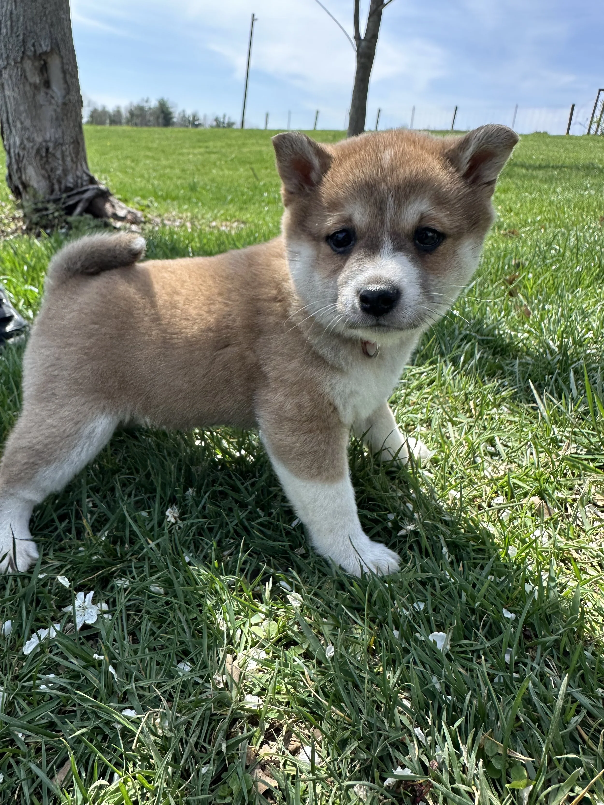 A cute puppy standing on green grass under a blue sky with trees and a fence in the background.