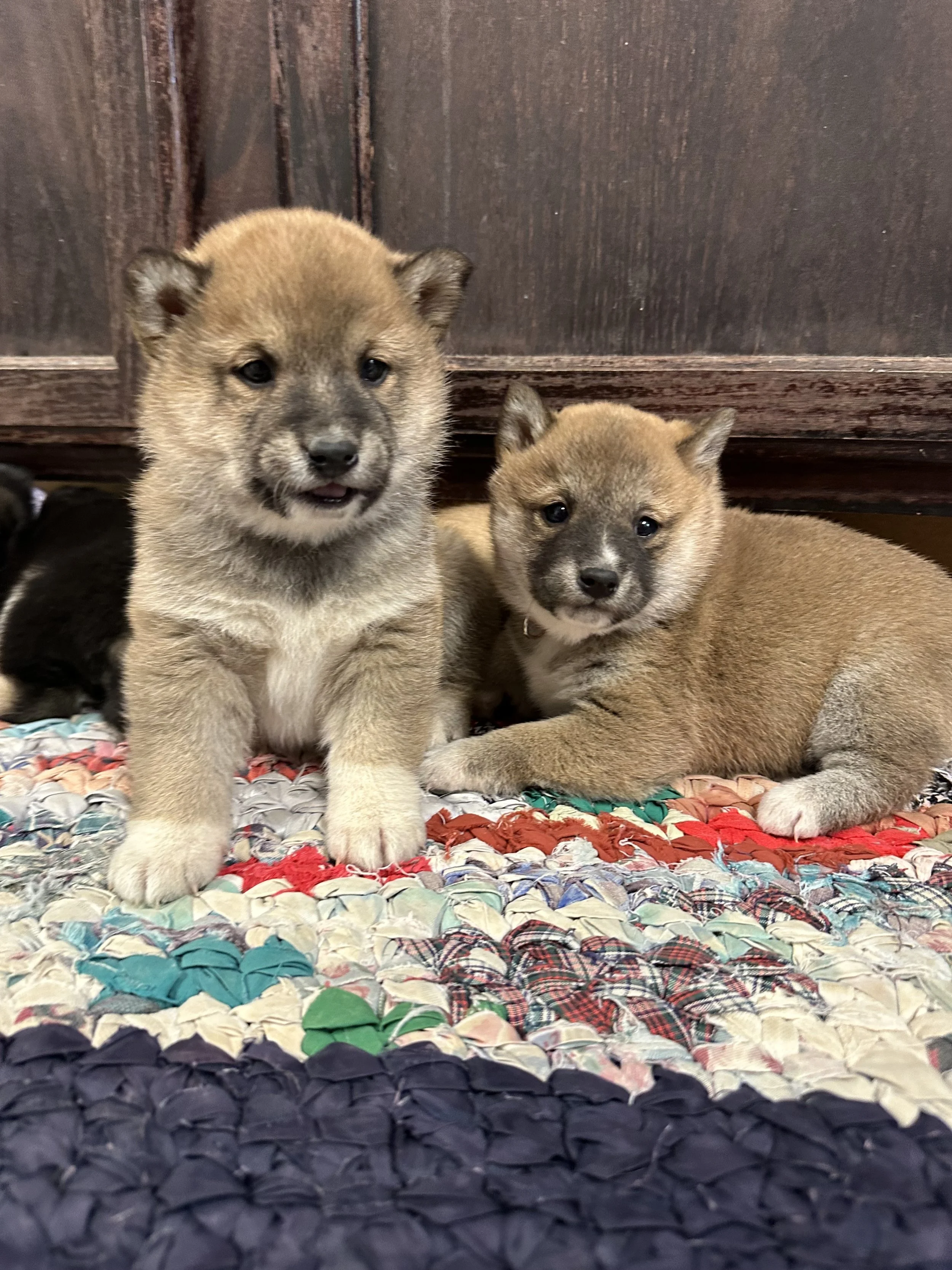 Two adorable puppies, one standing and one lying down, on a multicolored woven rug in front of a dark wooden wall.