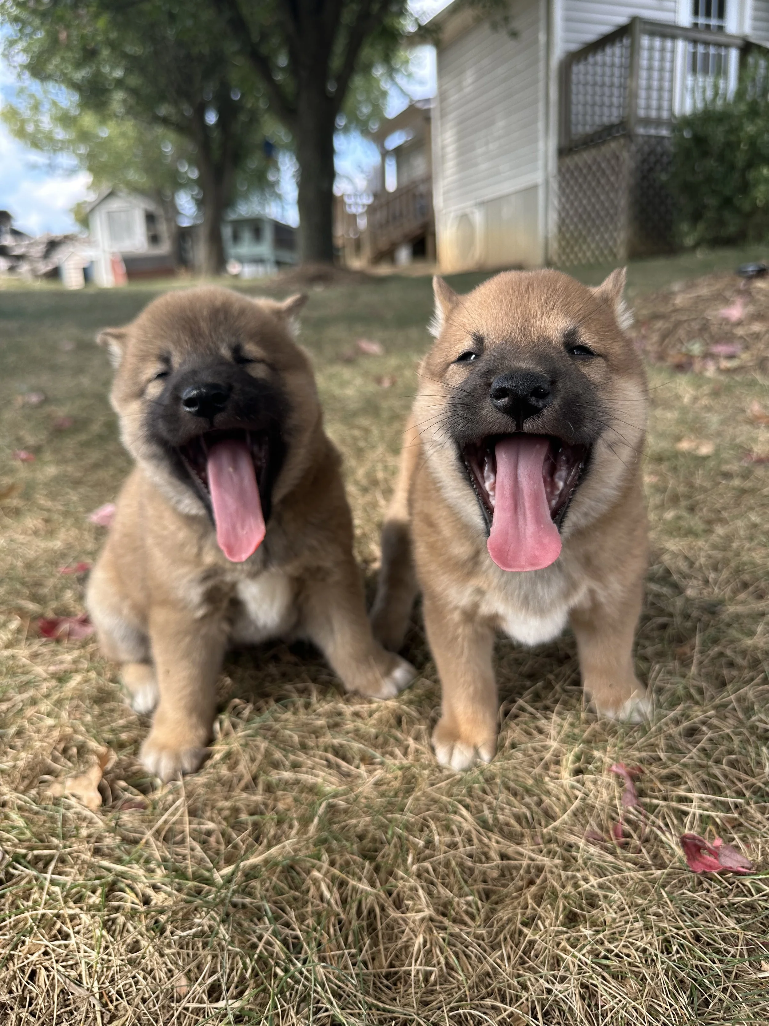 Two young puppies sitting on grass with their mouths open and tongues out, outdoors in a yard with trees, houses, and a fence in the background.