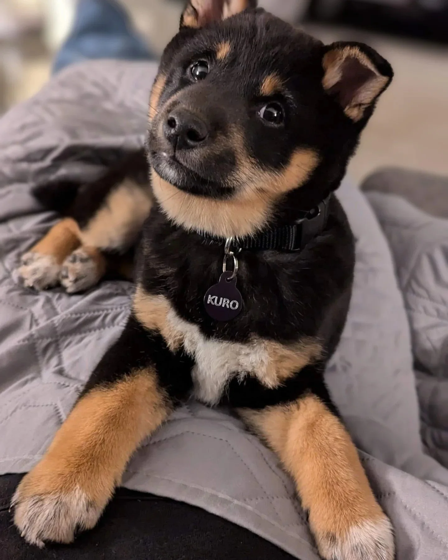 A cute black and tan puppy lying on a person's legs, wearing a collar with the name tag 'KURO'.