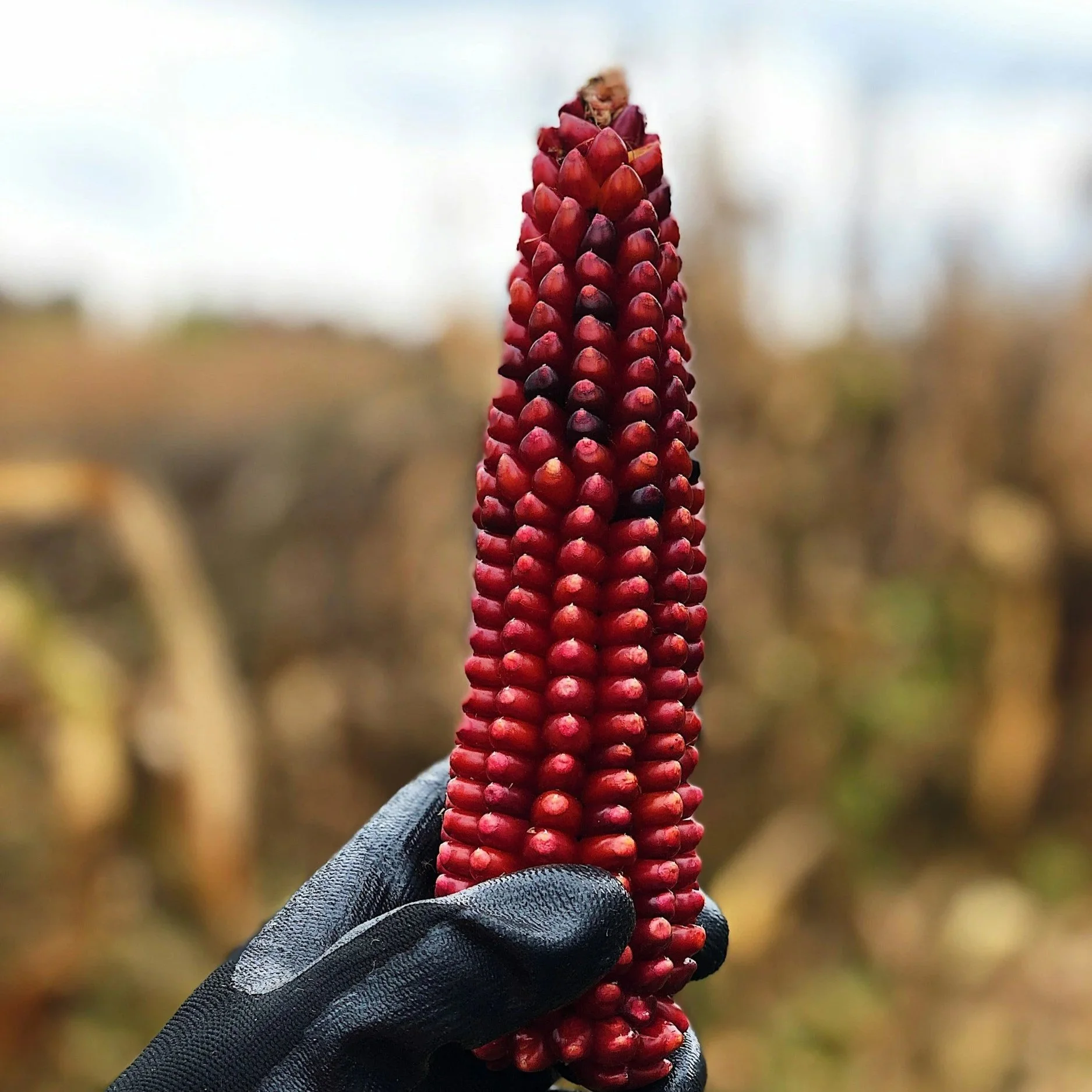 A hand in a black glove holding a large, red, elongated ear of corn with tightly clustered kernels, with a blurred background of a field.