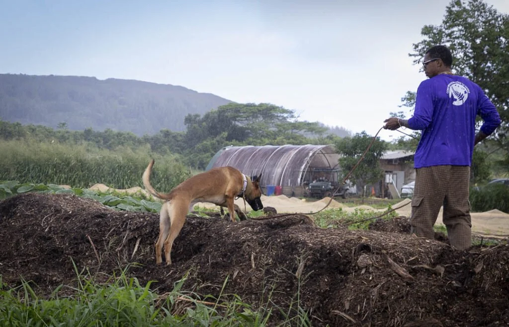Free Conservation Dogs Survey for CRB Detection