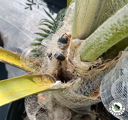 FREE Netting, Traps, &amp; More