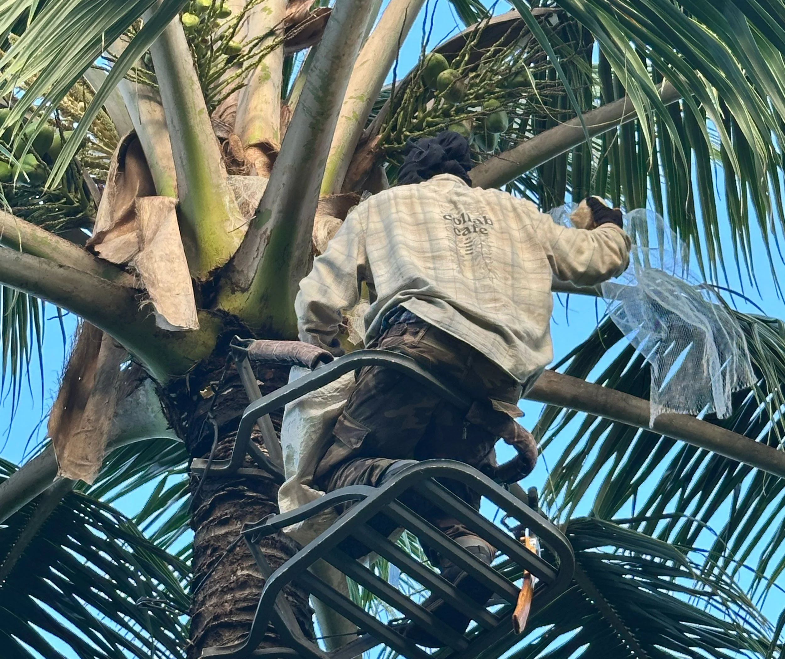 ​Protecting the Trees That Feed Us
