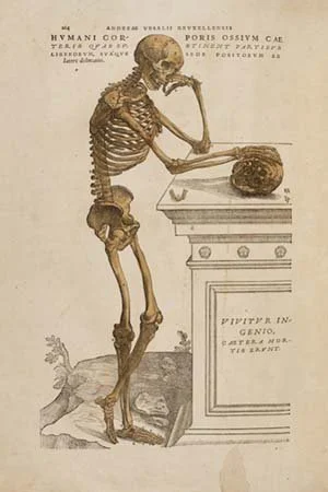 2.3_Page_Skeleton_Vesalius_Fabrica_Karger_Book_Cp_1s_hf_300x450px_01.jpg