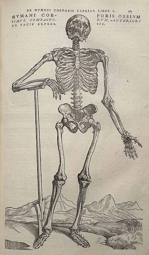 Vesalius_Fabrica_p163.jpg