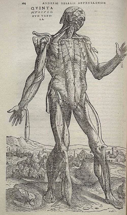 Vesalius_Fabrica_p184.jpg