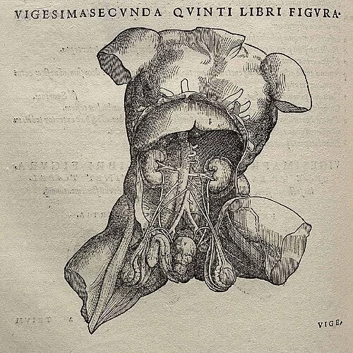 Vesalius_Fabrica_p372.jpg