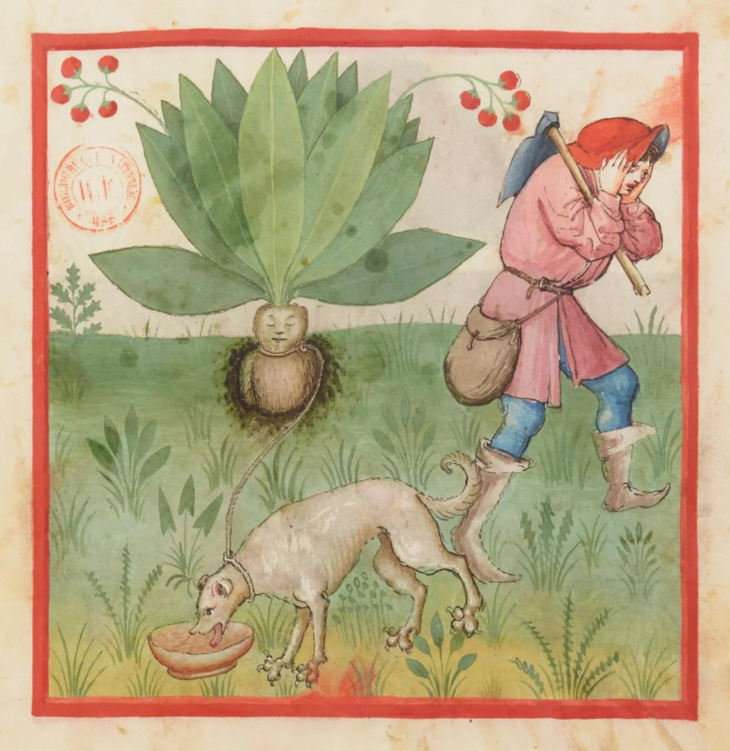 mandrake-public_domain_review.webp
