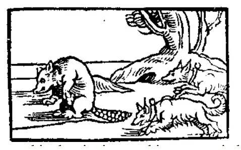 alciat_beaver.jpg