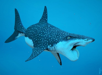 image11.png
