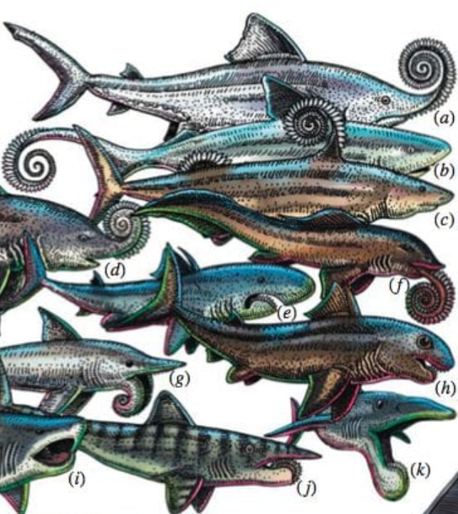 image17.png