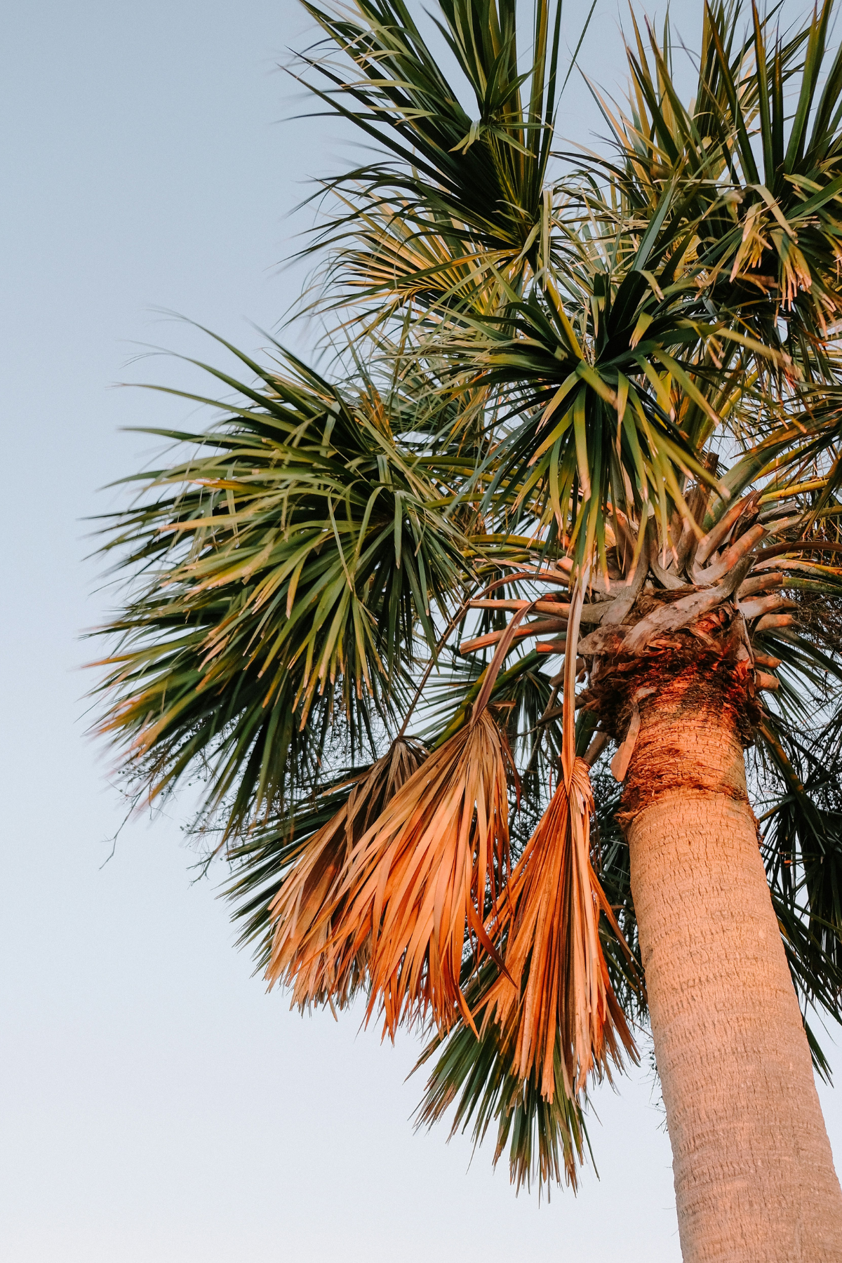 Close-up of a palm tree with some brown, dried fronds hanging down, against a pale sky.