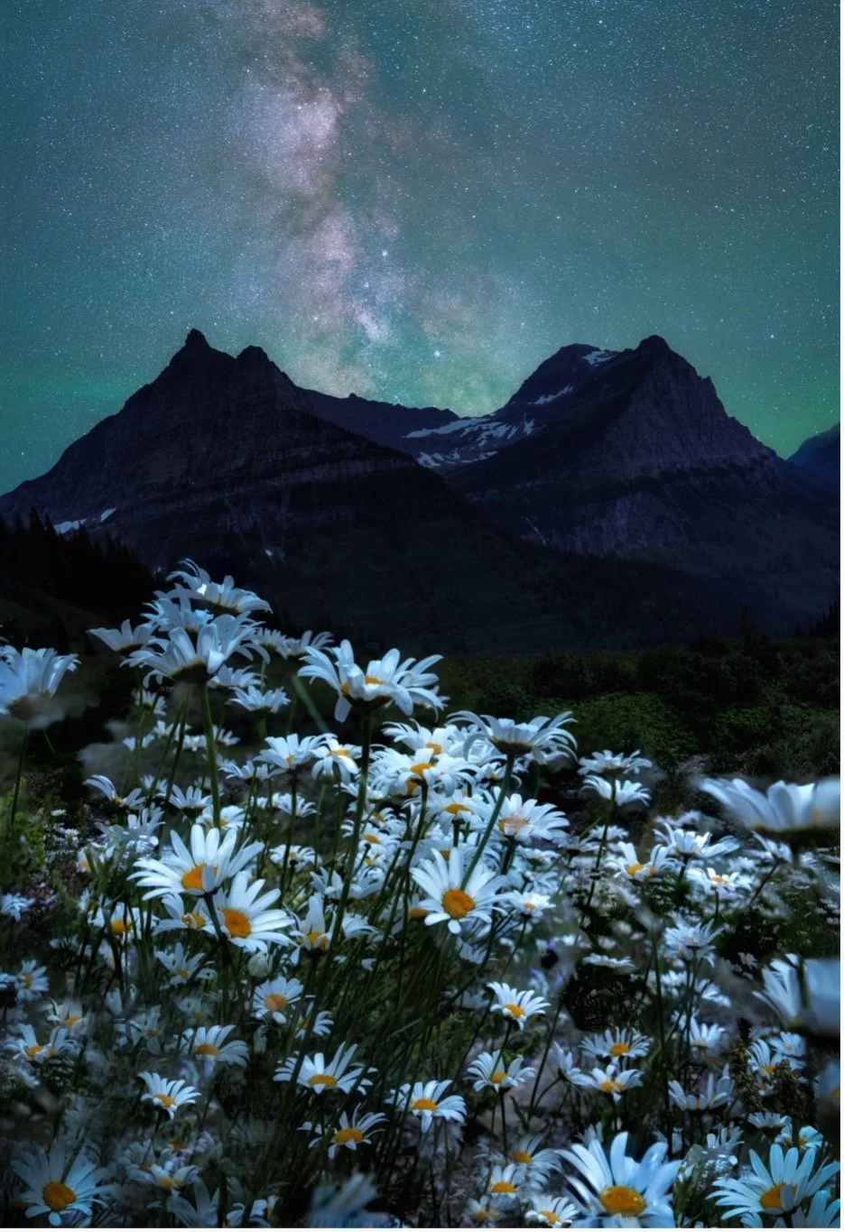 My Heart Blooms Flowers of Hope