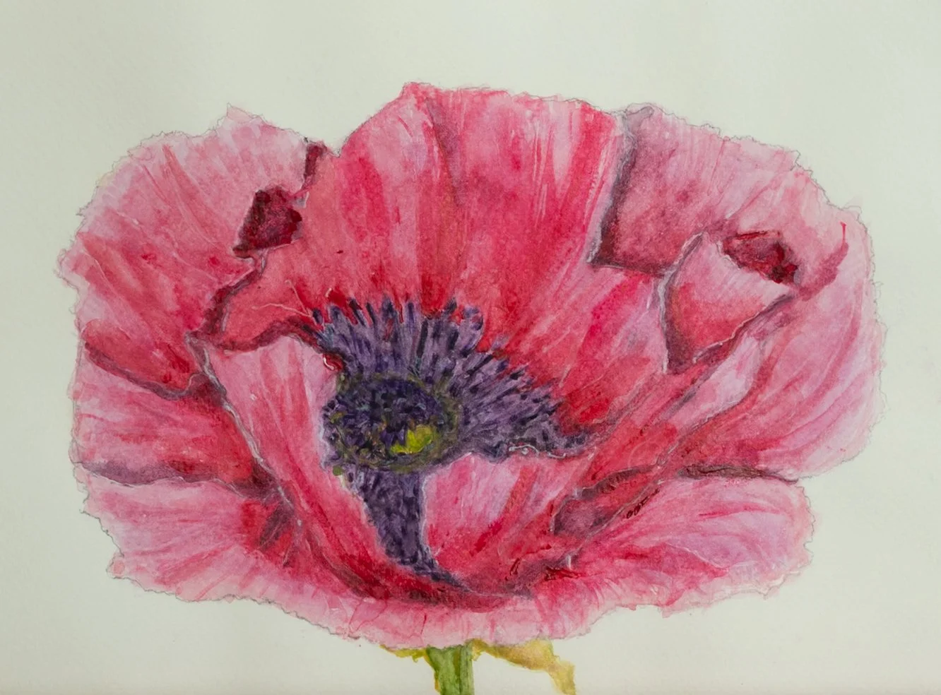 Camellia for Amelia