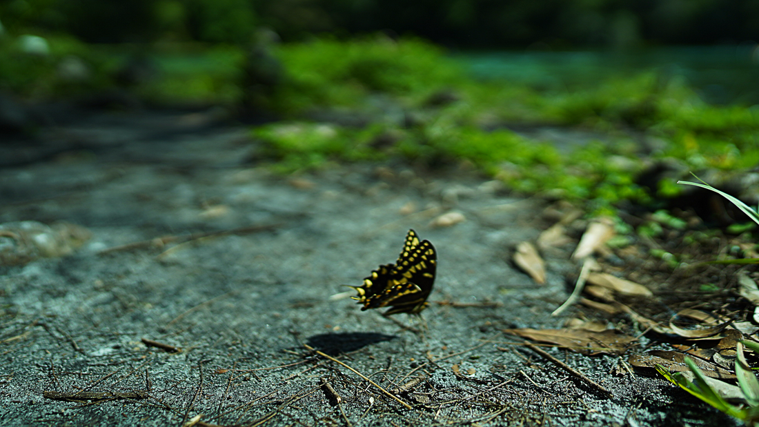 Butterfly Landing