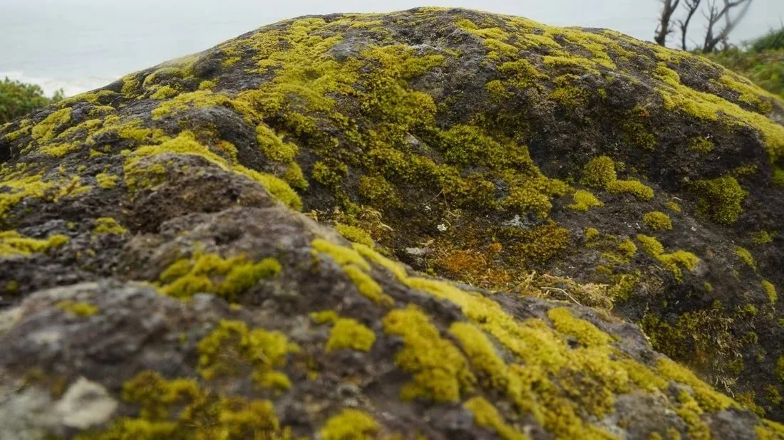 Moss on Misty Cliffs