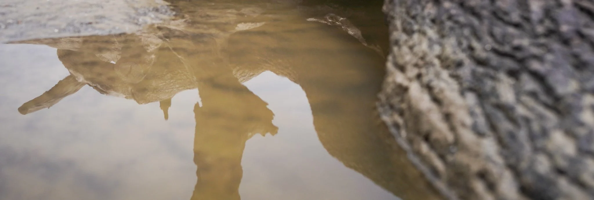 Close-up of driftwood and reflection of a puddle on the beach.