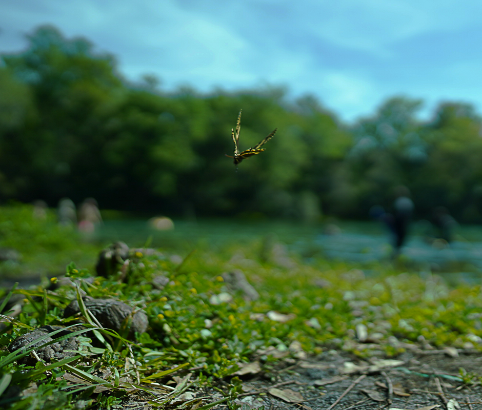 Butterfly Mid-Flight