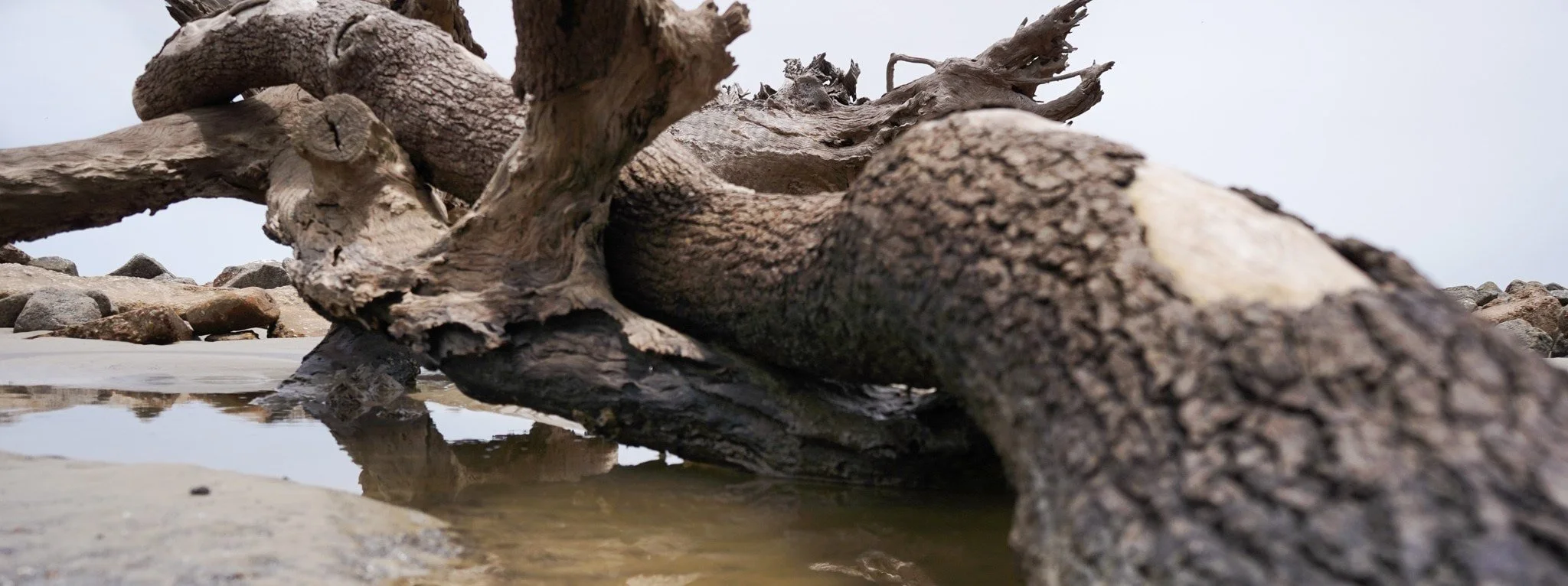 Close-up of driftwood on a rocky beach with small pools of water and cloudy sky in the background.