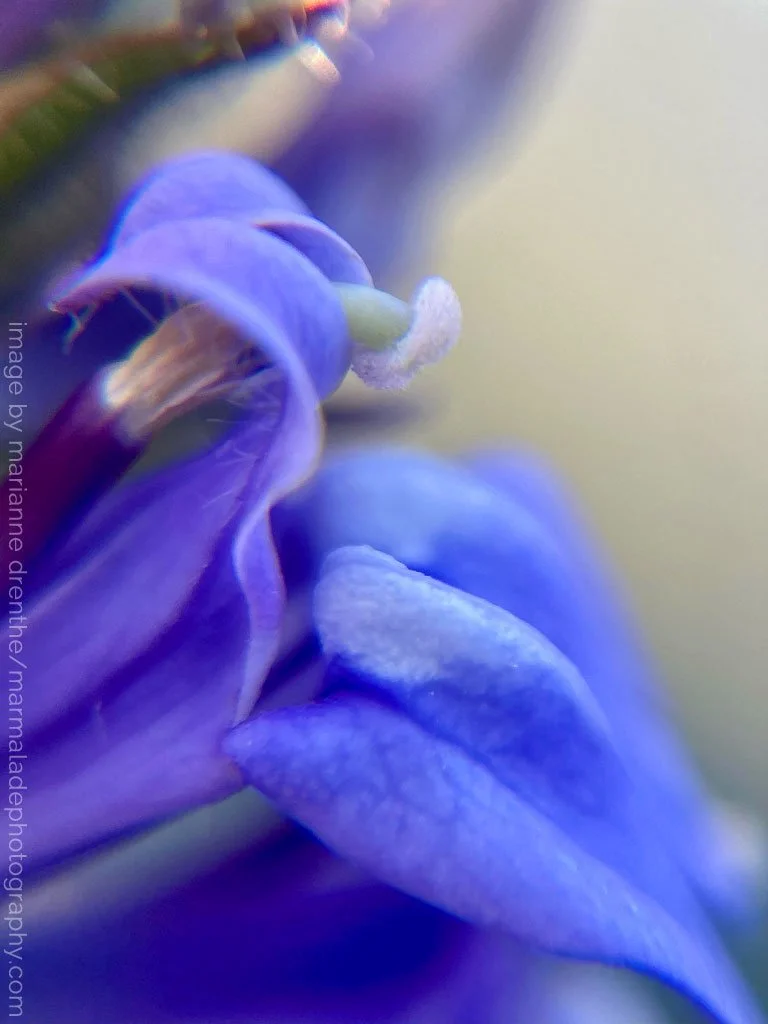_Marianne Drenthe_photographer - flower