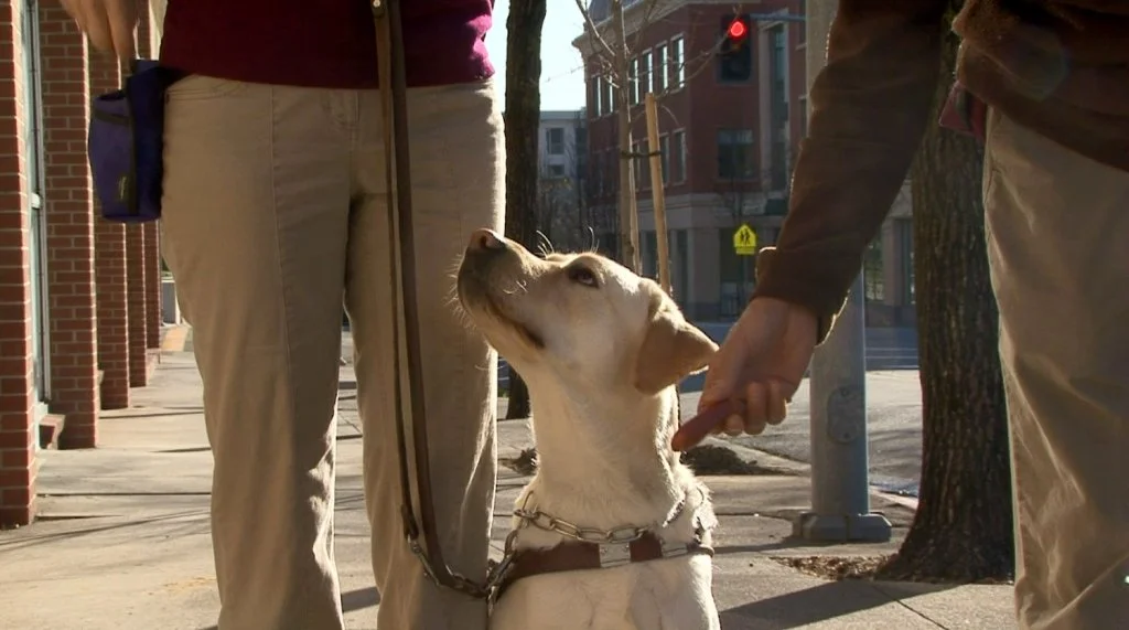 Guide Dog, Mikey looks up at owner