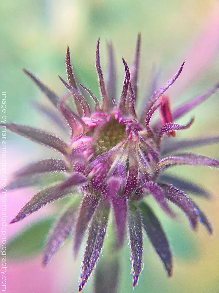 _Marianne Drenthe_photographer - flower photo