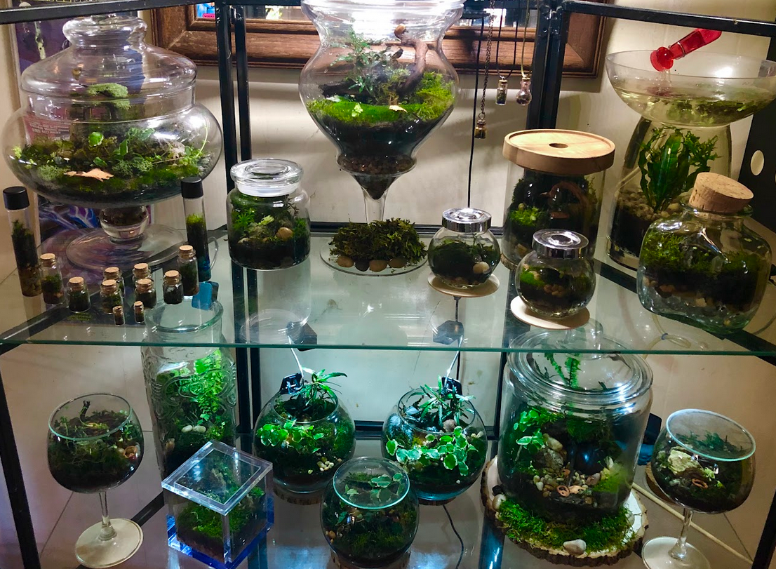 Terrarium Showcase