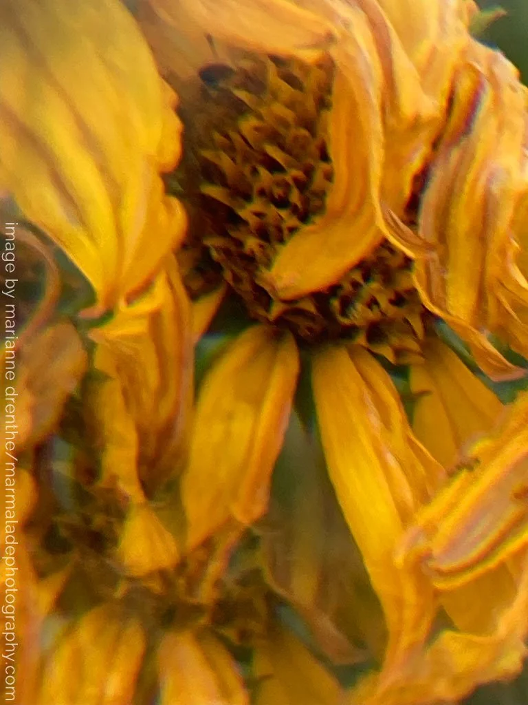 _Marianne Drenthe_photographer - flower photo