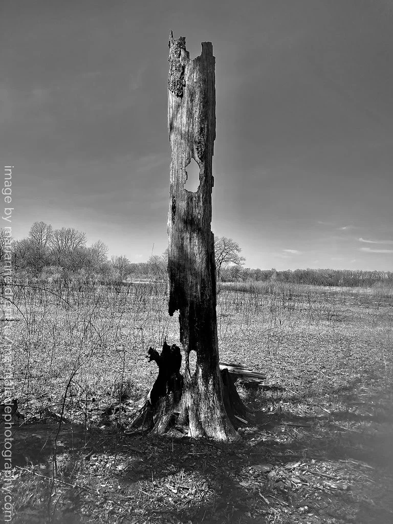 _Marianne Drenthe_photographer - dead tree