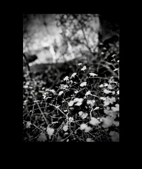 Tad Anderson - Wyoming - black and white photography