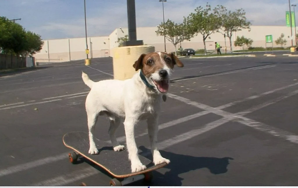 dog on skateboard