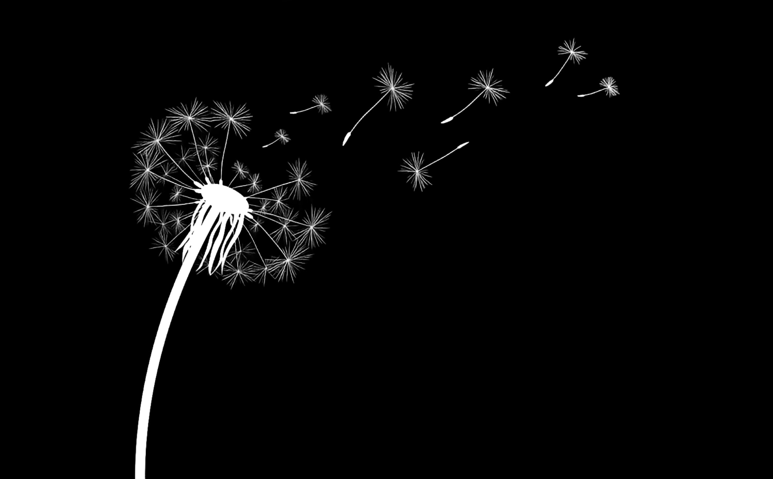 Image of dandelion clock with seeds flying off