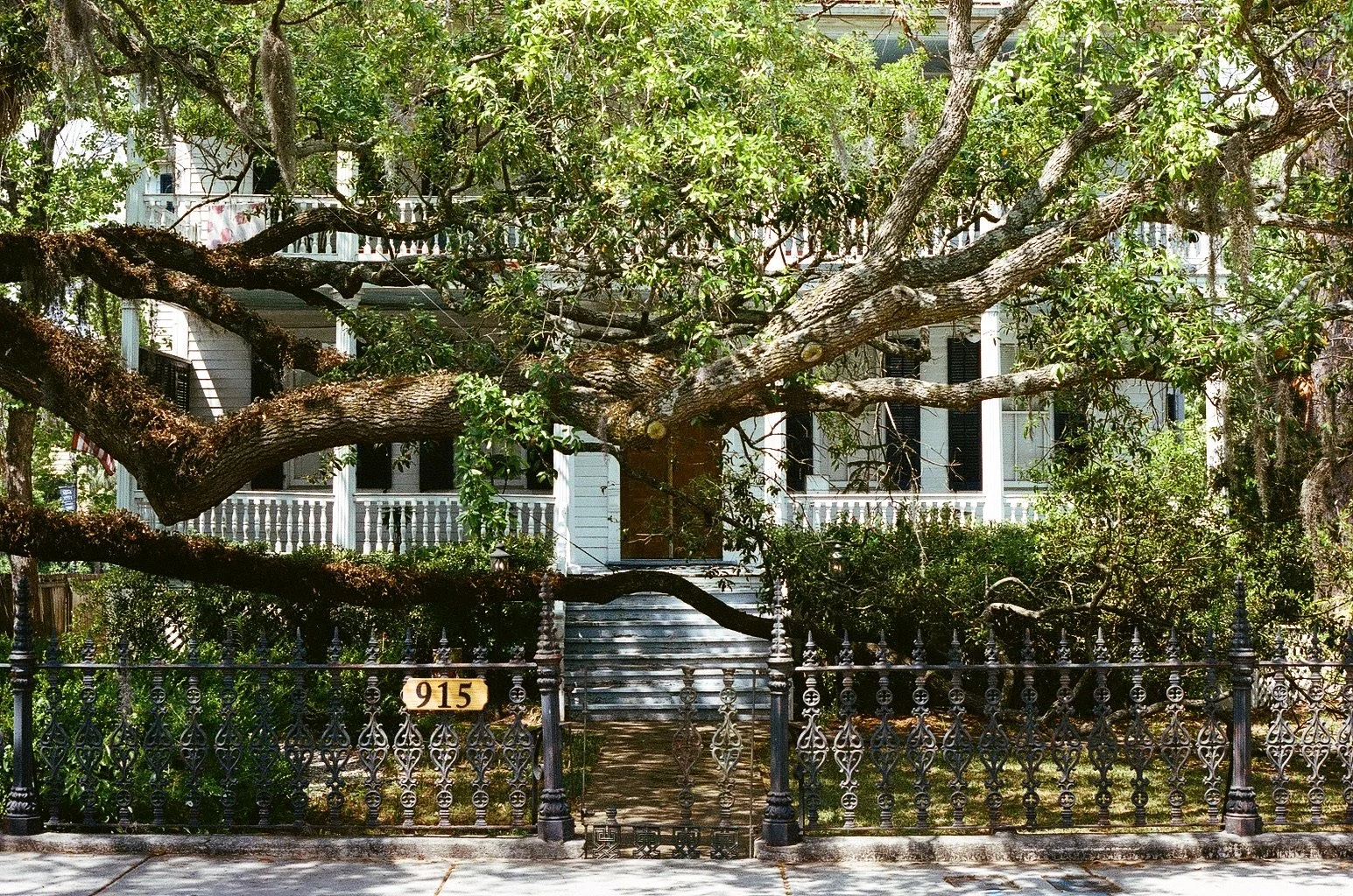 Spanish moss, Savannah, GA.