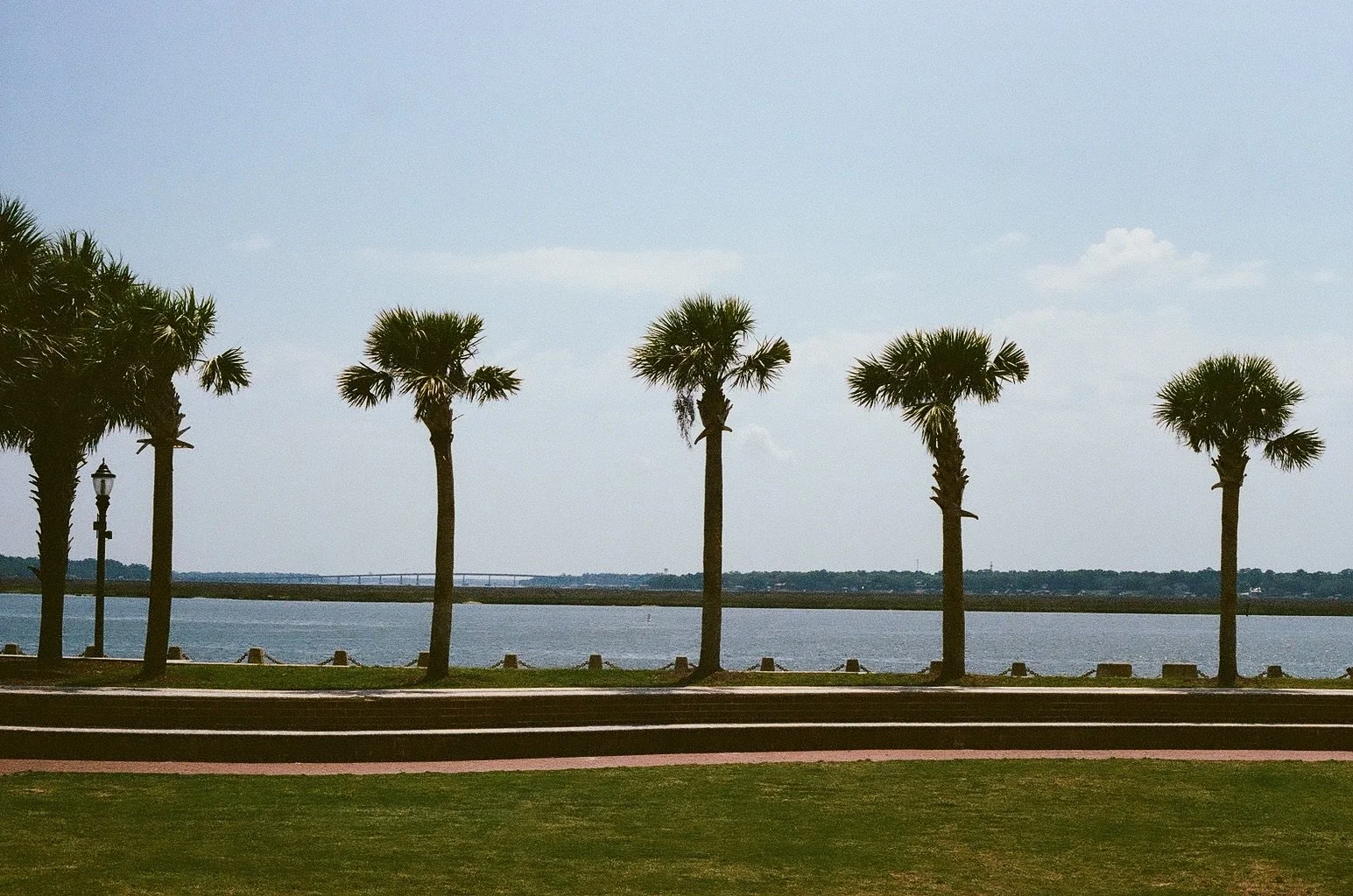 Palm Trees, Beaufort SC.
