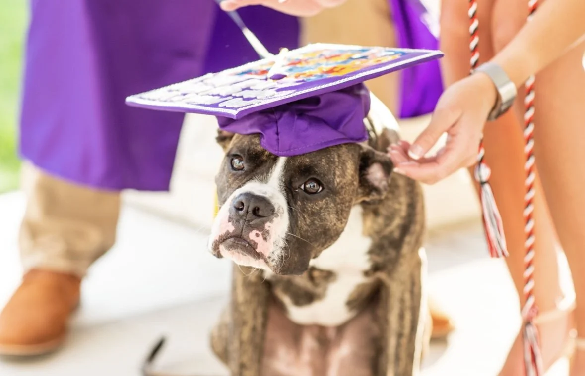 Puppy eyes at Graduation.
