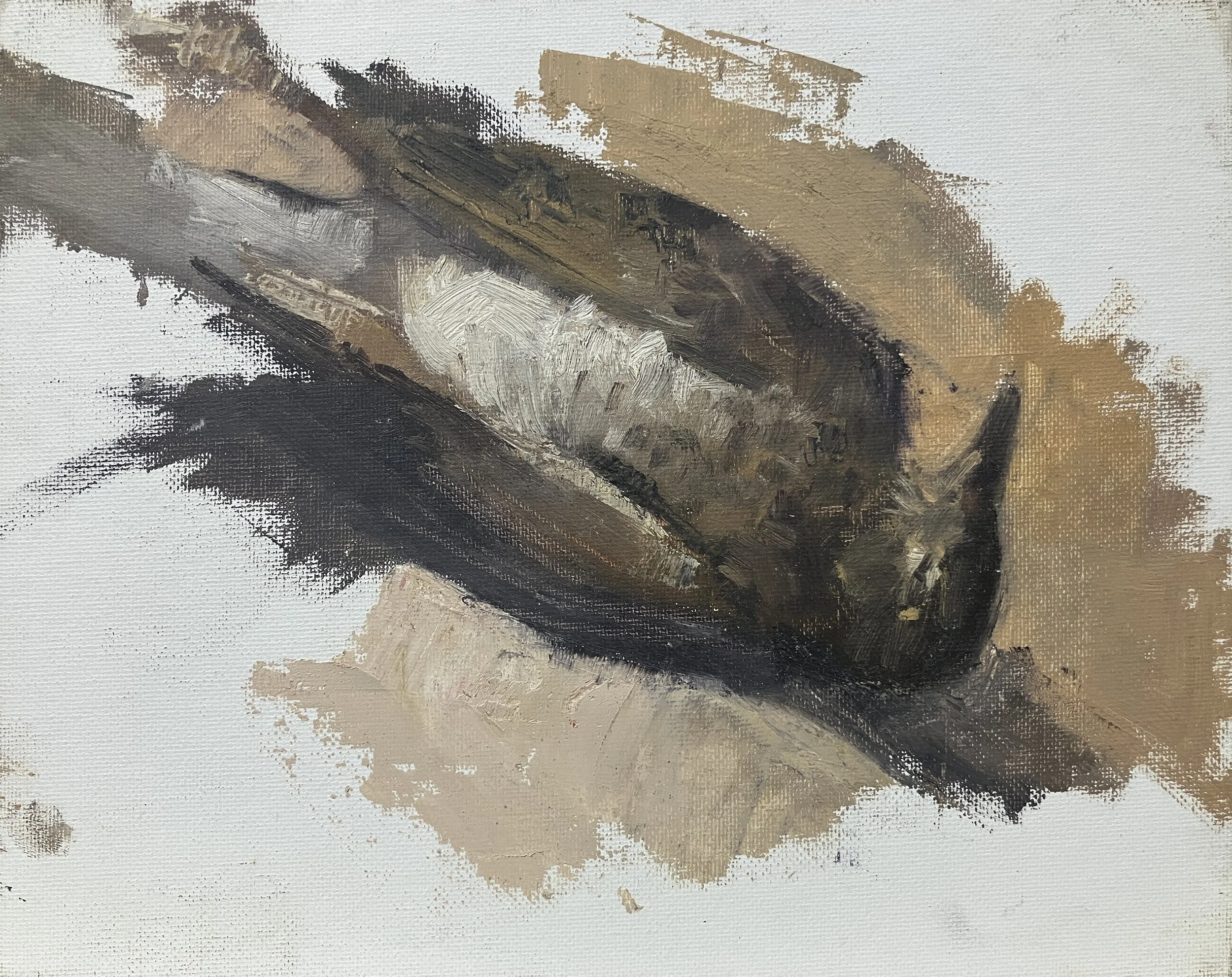 "Study of Thrush II", 8"x10", Oil on Panel