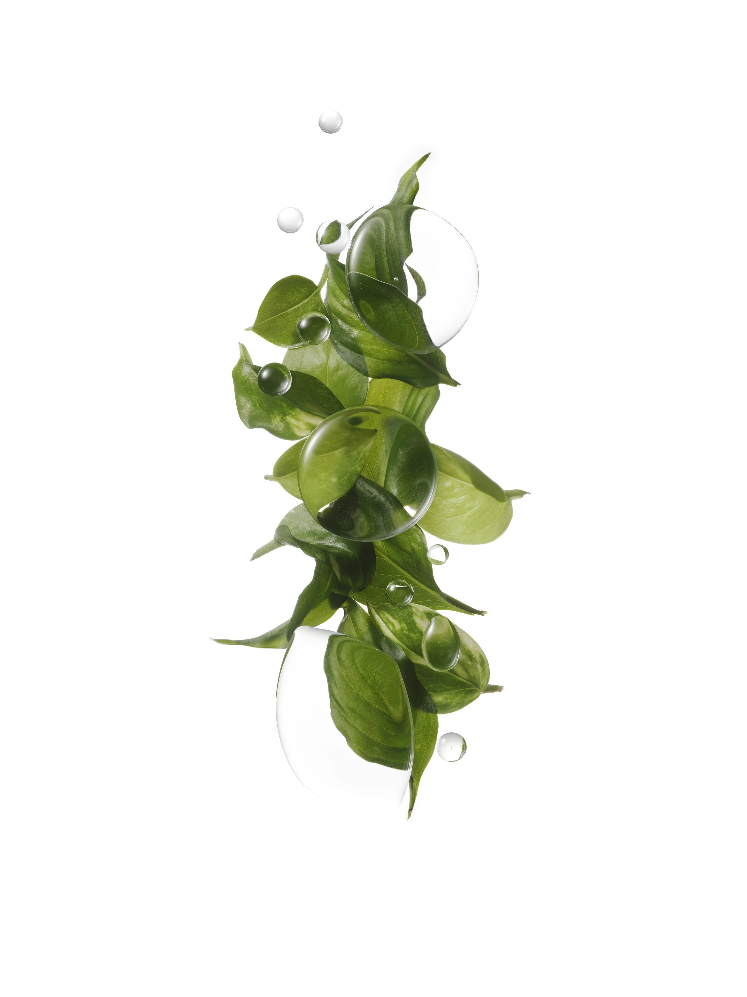 Water droplets on a cluster of green leaves with a white background.