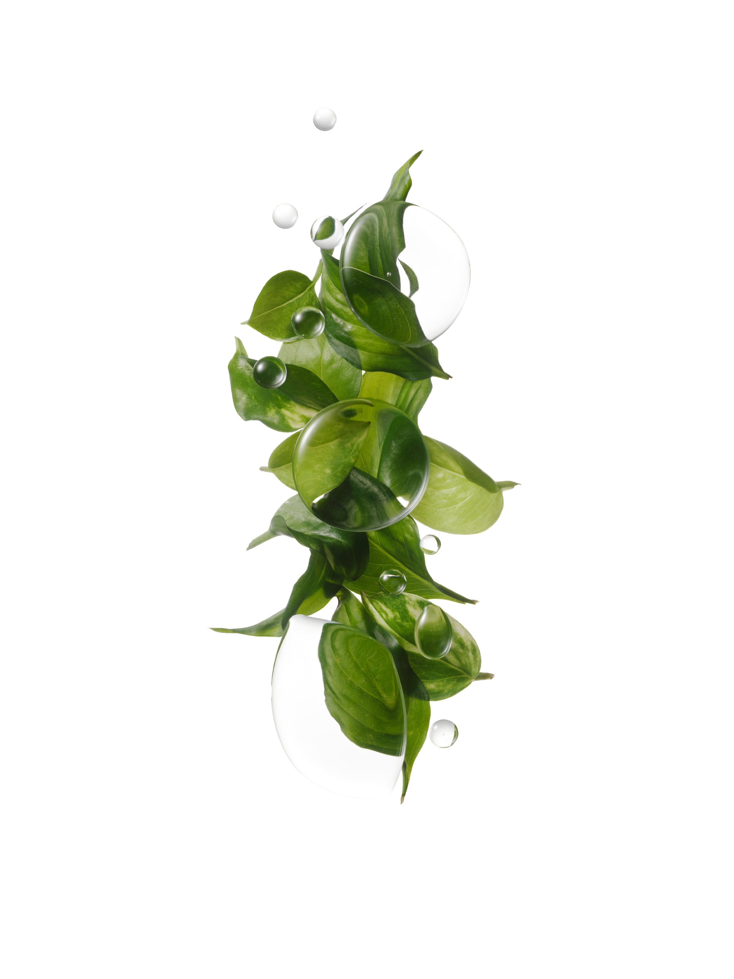 Green leafy plant with water droplets on the leaves, isolated on a white background.