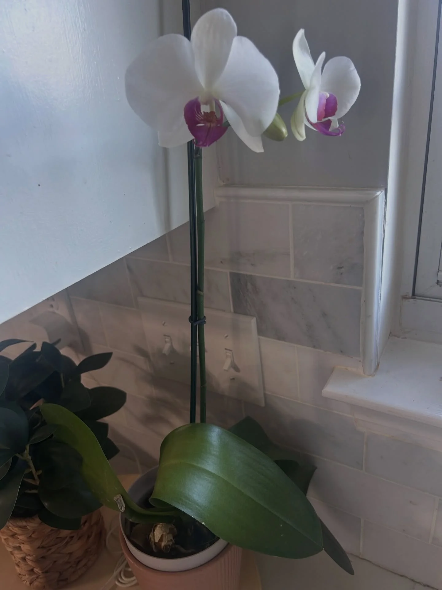 Monday off from the day job, morning light, orchids in bloom, and permission to slow the pace a little.
I&rsquo;ll take this kind of peace.

#selfcarematters #orchidlovers