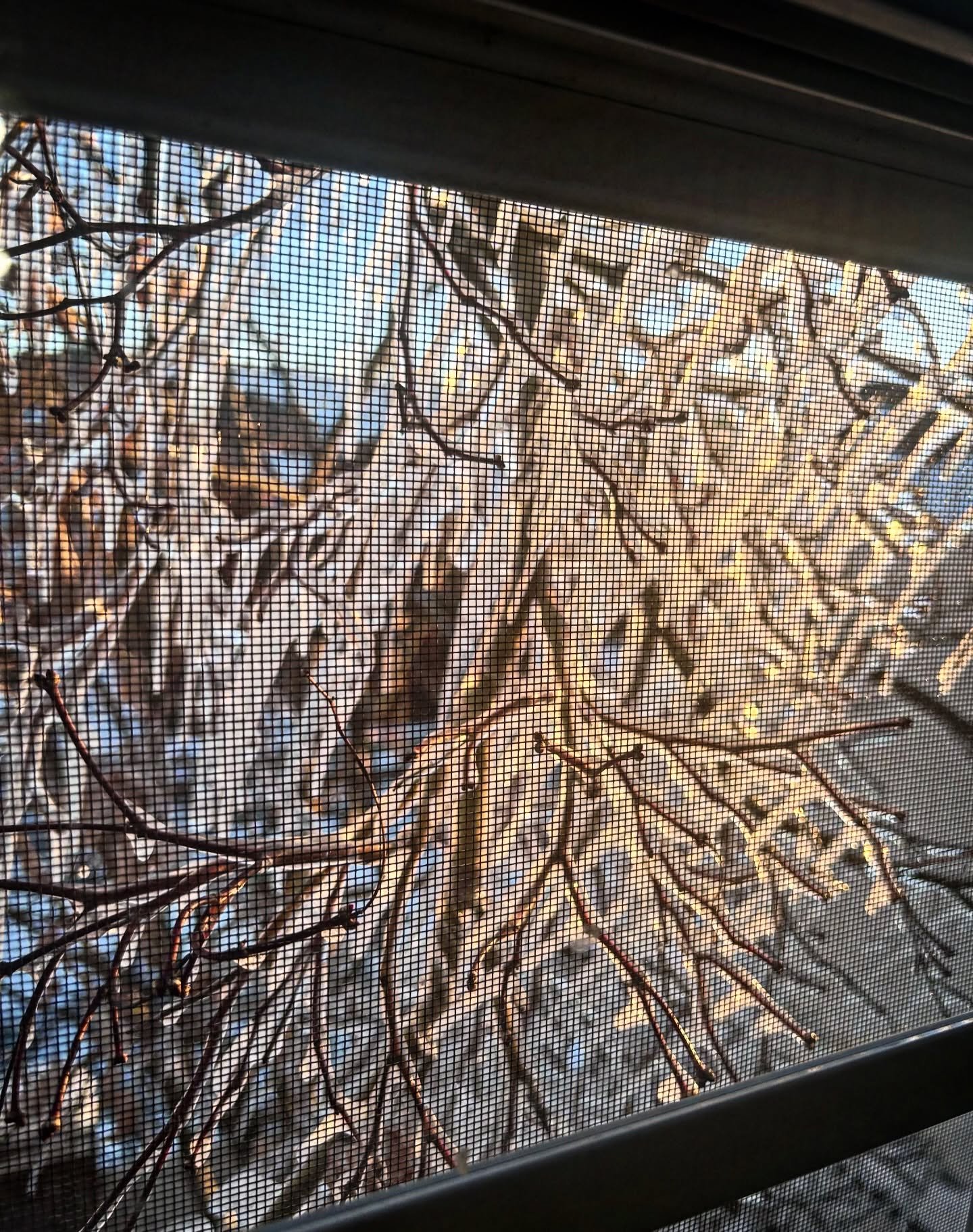 Yesterday it was powdery snow. Today it&rsquo;s ice catching the morning light. Nature really said, surprise.

Taking this as my sign to move slower, sip something warm, and ease into Monday. 

What does your Monday morning look?

#MondayMoments
#Win