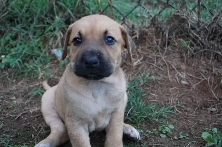 Nayla-Adopted