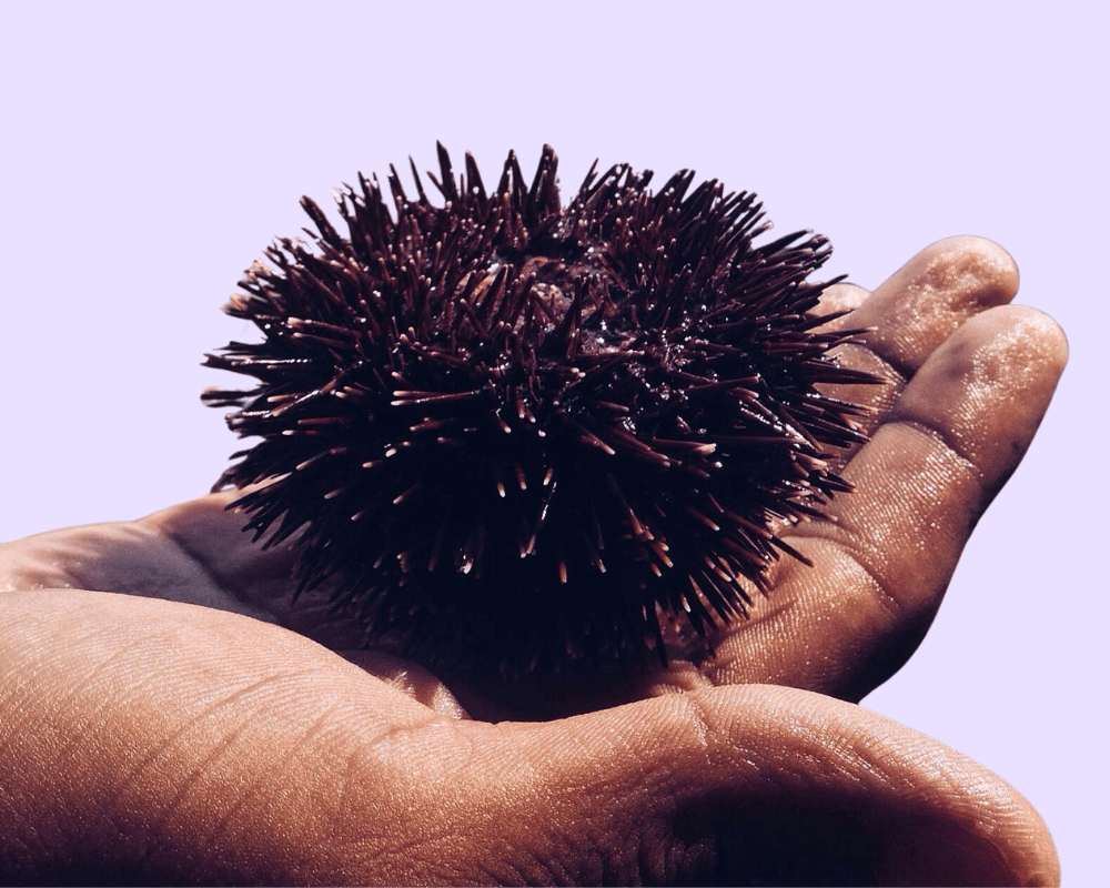 Applying the Wisdom of Mahinga Kai: Defining Boundaries of Student AI Use