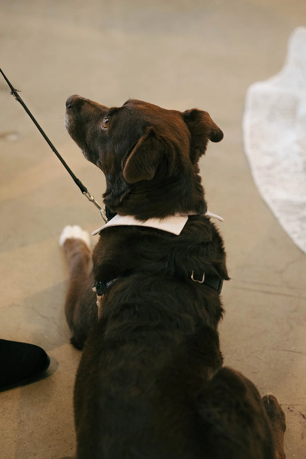 A black dog with brown highlights, wearing a white collar and black harness, sitting on a beige floor and looking upward.