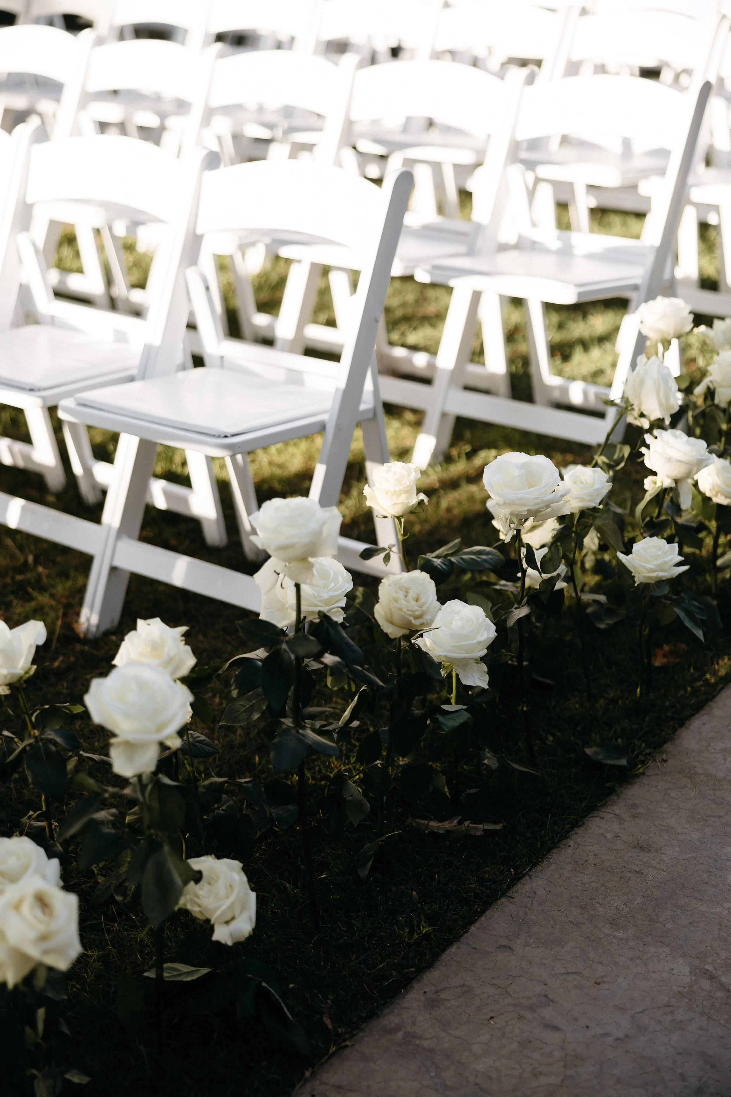 Rows of white folding chairs set up outdoors with white roses in front, on a grassy area near a concrete walkway, likely for a wedding or outdoor event.