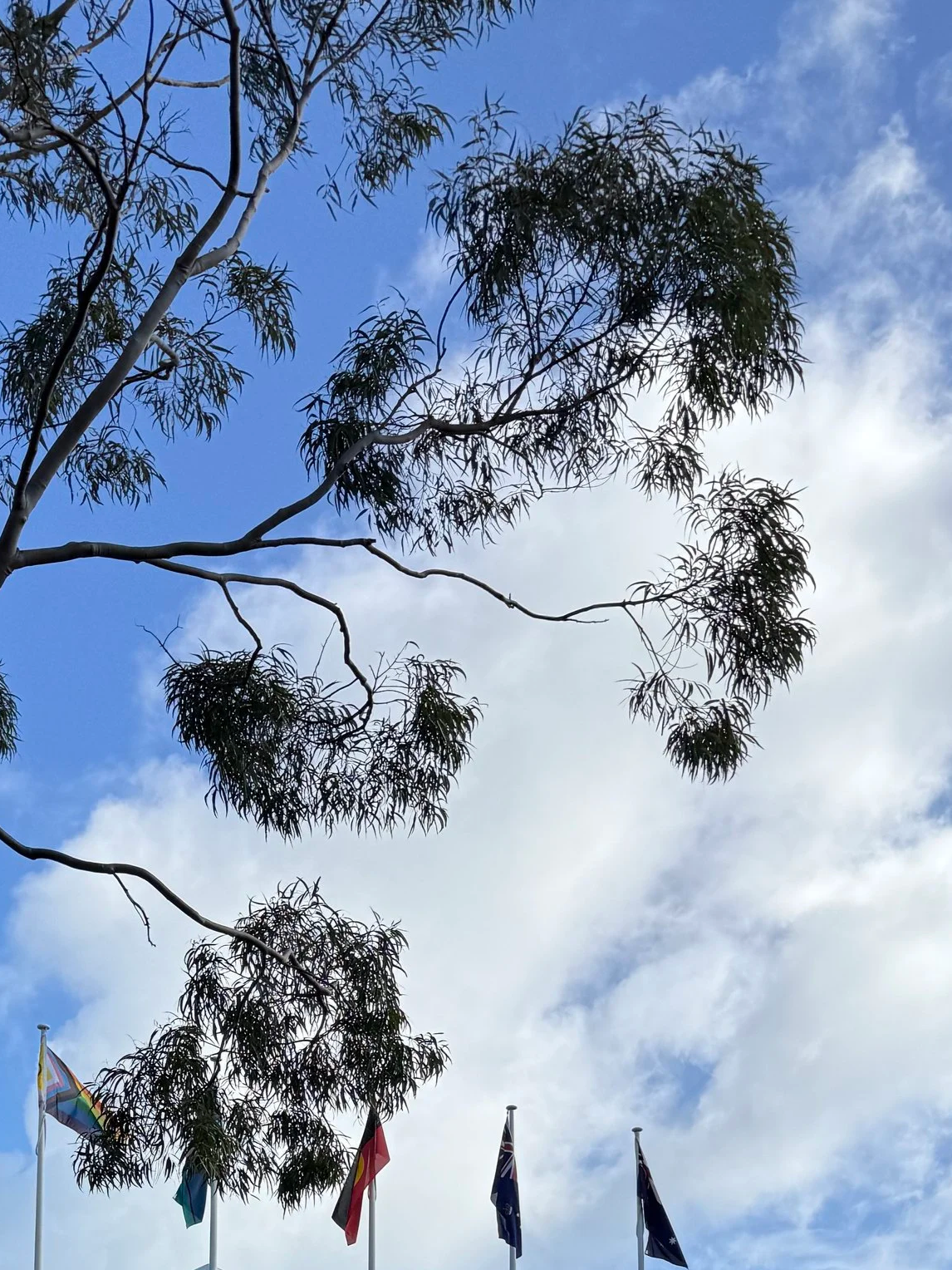 image of a tree and sky