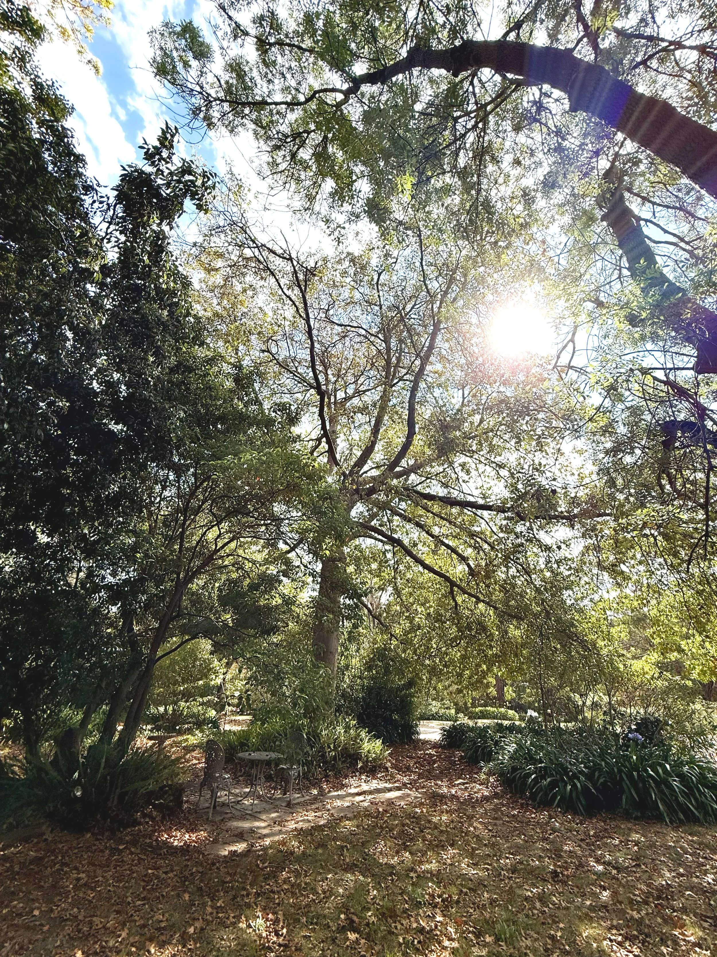 Image of a tree