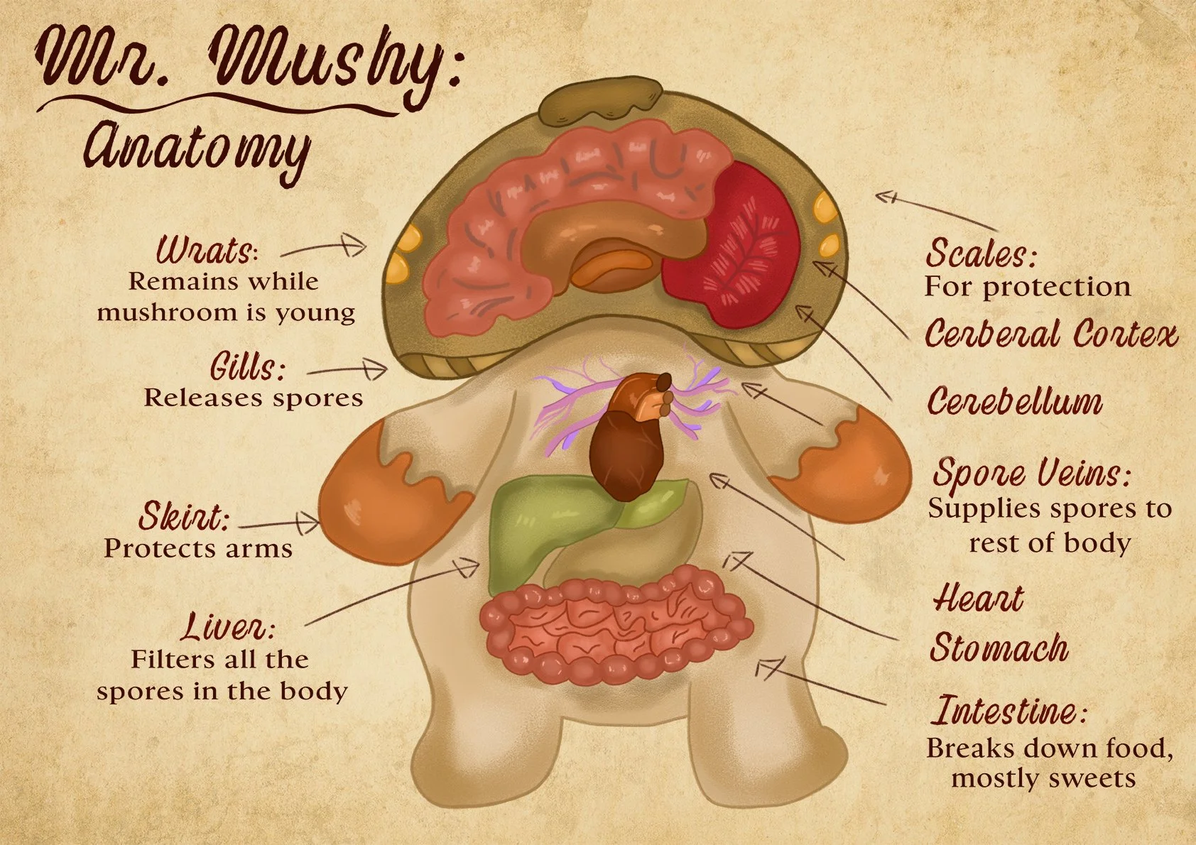 Diagram showing the anatomy of a mushroom, with labels for different parts: wrats, gills, skin, liver, scales, cerebral cortex, cerebellum, spore veins, heart, stomach, and digestive system, describing their functions.