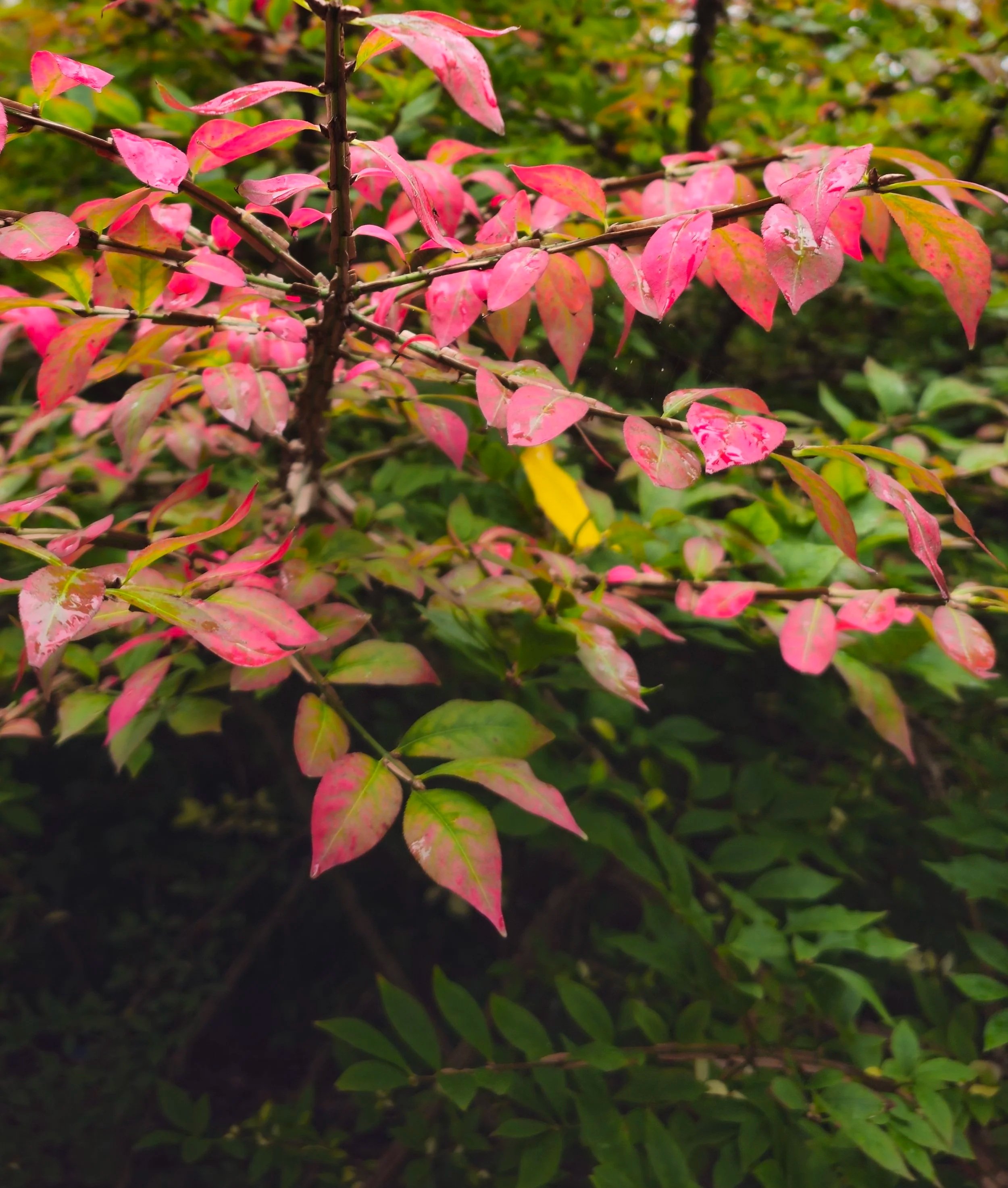 12-Week Burnout Reset Program      (new)