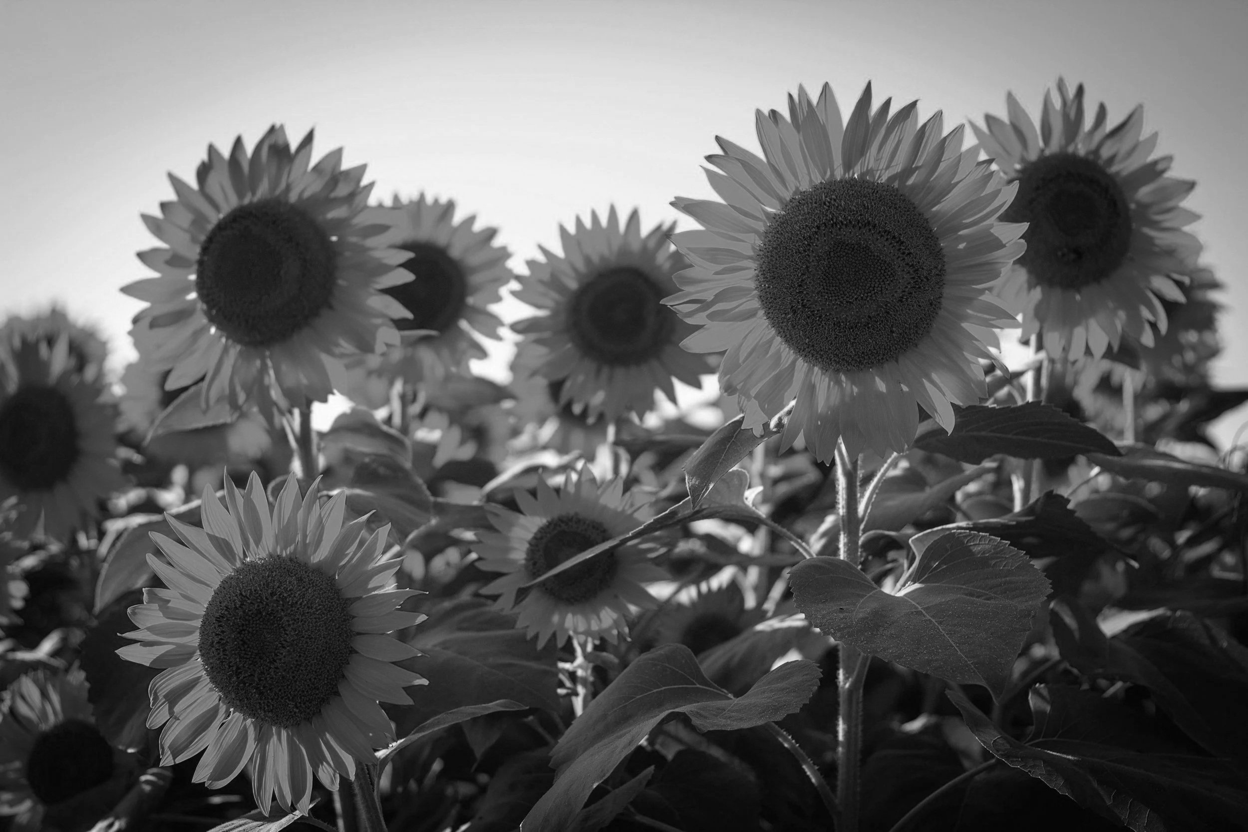 Schwarze und weiße Aufnahme eines Sonnenblumenfelds bei Sonnenuntergang.